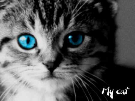 My cat