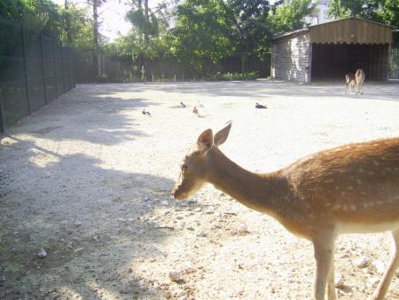 animaux du park a la rochelle